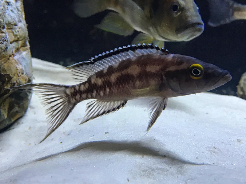 Neolamprologus buescheri 'Chituta Bay'